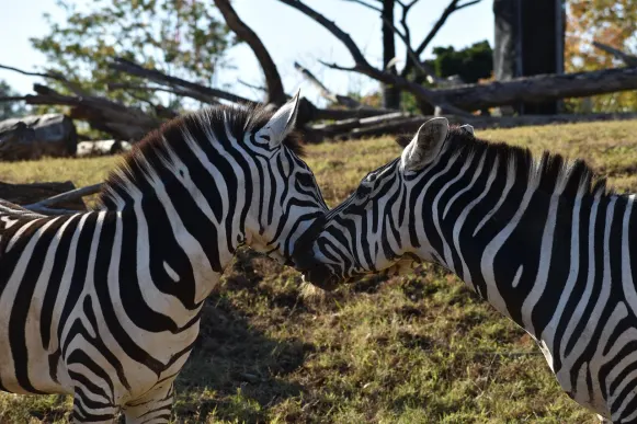 ジェット10 カジノ サポート